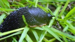 Cette astuce écologique pour repousser les limaces et les escargots de votre potager cet automne