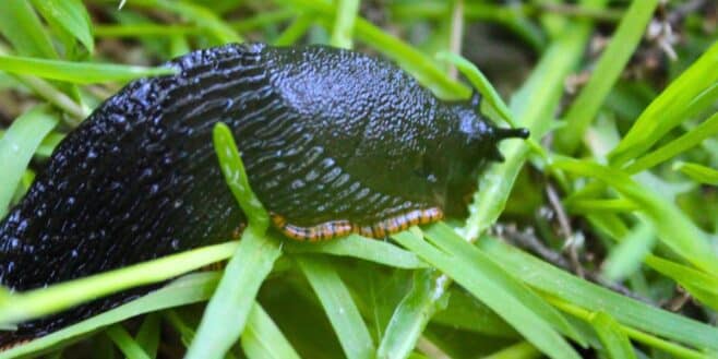 Cette astuce écologique pour repousser les limaces et les escargots de votre potager cet automne