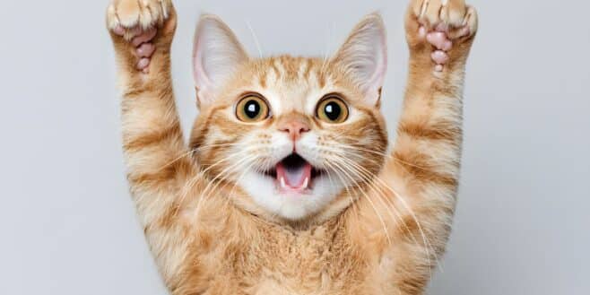 Chats : leurs propriétaires sont-ils plus généreux que ceux des chiens