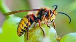 Frelons asiatiques : cette solution naturelle pour les éradiquer en Bretagne