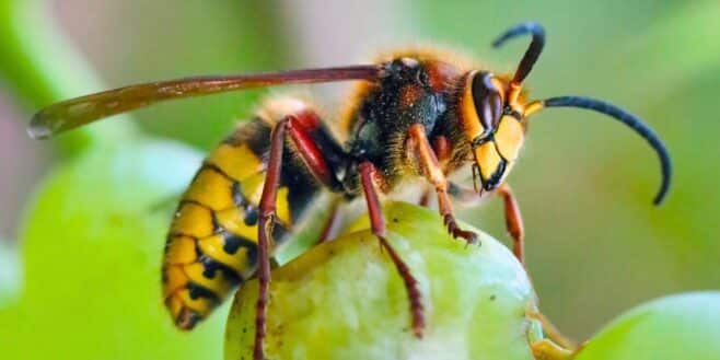 Frelons asiatiques : cette solution naturelle pour les éradiquer en Bretagne