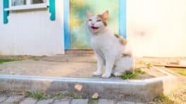 « Il n’arrête pas de le faire » : ce que signifie vraiment un chat qui miaule à la porte