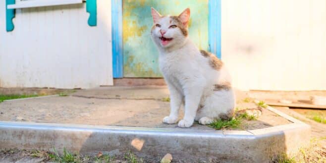 « Il n’arrête pas de le faire » : ce que signifie vraiment un chat qui miaule à la porte