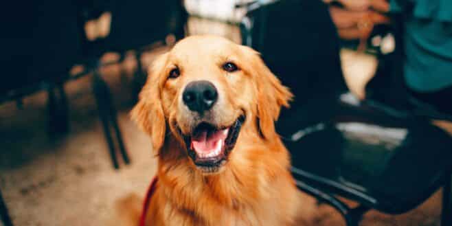 La présence de la télé ou de la radio apaise vraiment les chiens seuls selon les vétérinaires ?