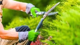 L'accessoire LIDL pour bien entretenir vos plantes et arbres cet automne