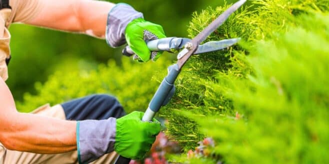 L'accessoire LIDL pour bien entretenir vos plantes et arbres cet automne