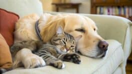 Les impacts sur le climat et la biodiversité des chiens et chats d'après cette étude