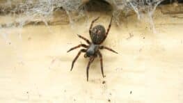 Les meilleures astuces naturelles pour éloigner les araignées de votre maison en septembre