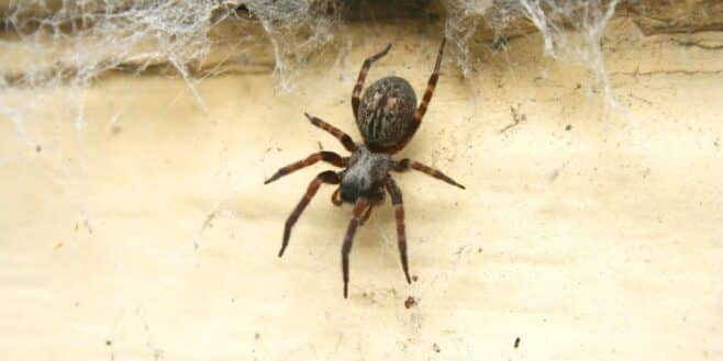 Les meilleures astuces naturelles pour éloigner les araignées de votre maison en septembre