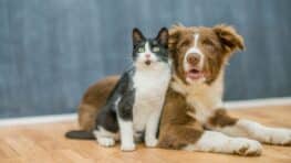 Sommeil : l’animal de compagnie préféré de 26 millions Français perturbe vos nuits selon les experts