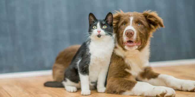 Sommeil : l’animal de compagnie préféré de 26 millions Français perturbe vos nuits selon les experts