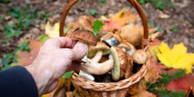 Plus de 500 intoxications graves à cause de la cueillette de champignons, ne faites plus ces erreurs
