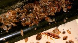 Punaises de lit : la solution infaillible et économique des scientifiques