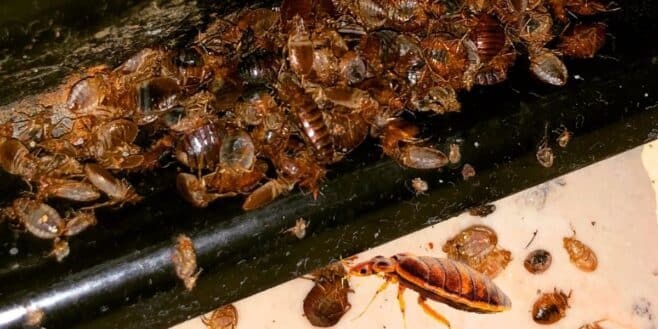 Punaises de lit : la solution infaillible et économique des scientifiques