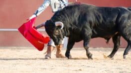 Un torero transpercé par la corne d’un taureau en pleine corrida