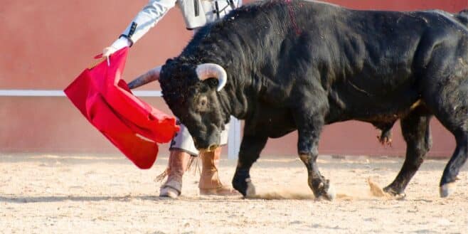 Un torero transpercé par la corne d’un taureau en pleine corrida