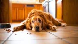 Voici pourquoi votre chien devient ingérable entre 6 mois et 2 ans