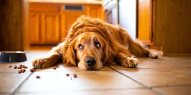 Voici pourquoi votre chien devient ingérable entre 6 mois et 2 ans