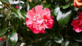 7 plantes à planter au plus vite pour protéger vos rosiers