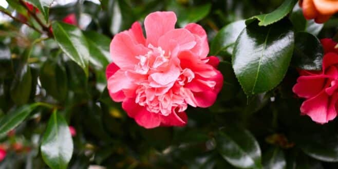 7 plantes à planter au plus vite pour protéger vos rosiers