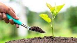 Ces semis à planter en octobre pour une récolte abondante dès la fin d'hiver