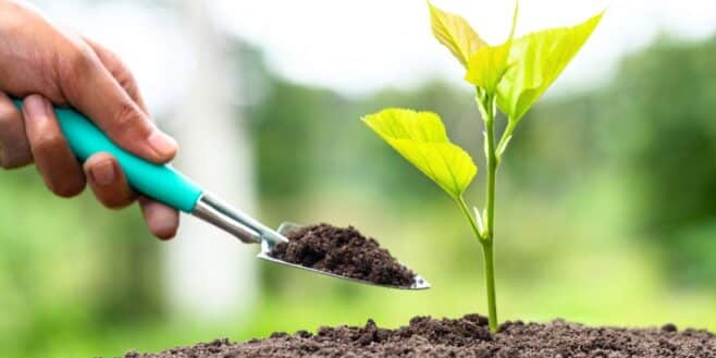 Ces semis à planter en octobre pour une récolte abondante dès la fin d'hiver