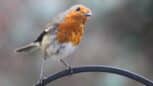 Cet aliment à déposer dans les mangeoires d'oiseaux pour aider les rouges-gorges