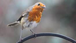 Cet aliment à déposer dans les mangeoires d'oiseaux pour aider les rouges-gorges