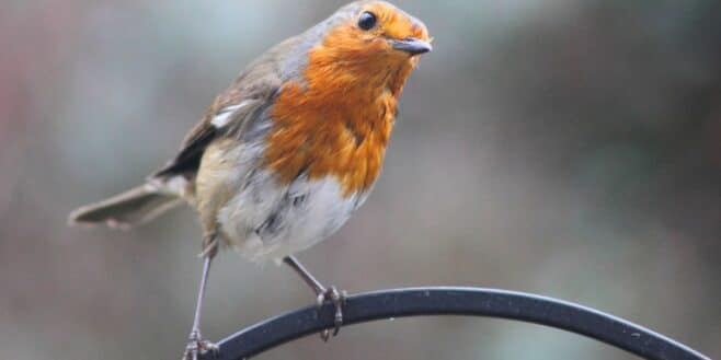 Cet aliment à déposer dans les mangeoires d'oiseaux pour aider les rouges-gorges