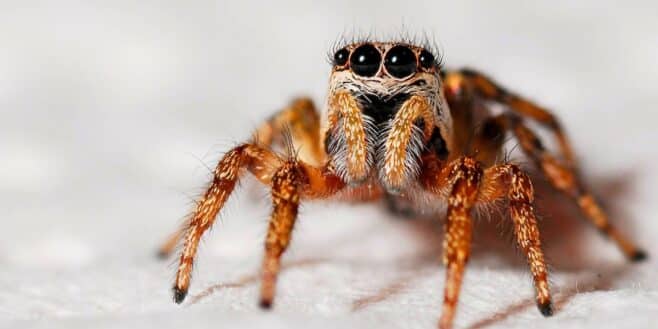 Cette plante parfaite en automne pour empêcher les araignées de rentrer chez vous