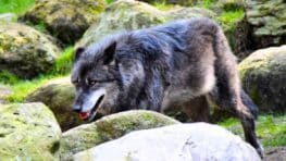 Les loups de retour en France, voici la liste des régions où ils rodent le plus