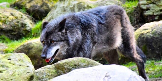 Les loups de retour en France, voici la liste des régions où ils rodent le plus