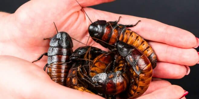 Les seules et véritables astuces qui fonctionnent face aux cafards