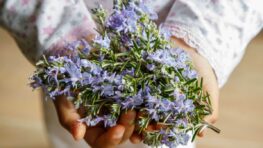 Romarin : voici pourquoi vous devez le faire bouillir à la maison pour en tirer tous ses bienfaits