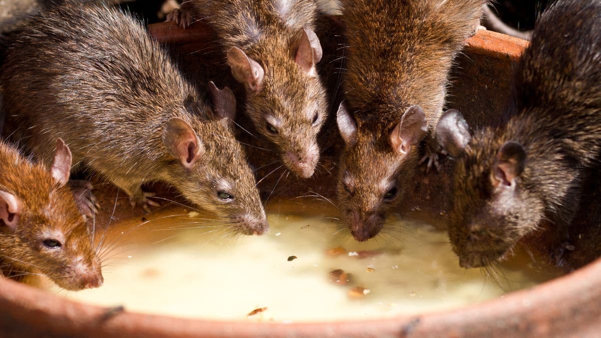 Une simple feuille pour faire fuir les rats et les souris de votre logement