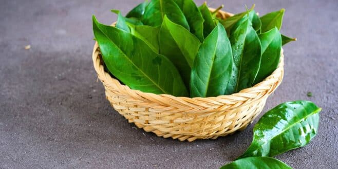 Utilisez la méthode de la feuille de laurier dans les placards pour repousser les mites alimentaires