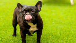 Voici les races de chiens idéales pour une vie paisible et sans stress