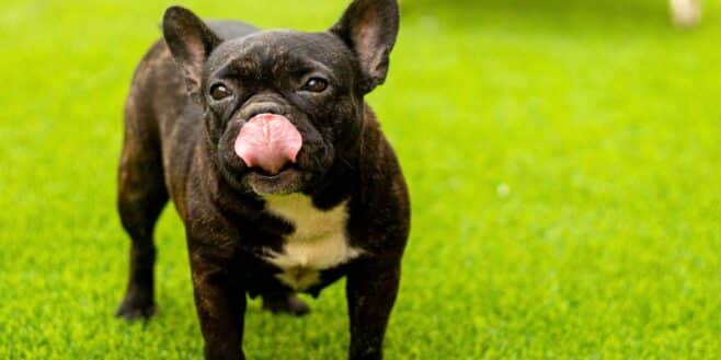 Voici les races de chiens idéales pour une vie paisible et sans stress