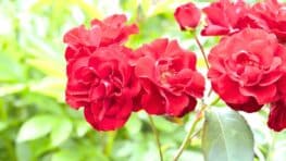 Ces conseils pour réussir la plantation de vos rosiers durant l'automne