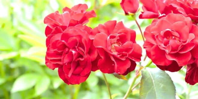 Ces conseils pour réussir la plantation de vos rosiers durant l'automne