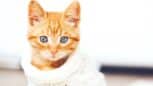 Ces raisons pour lesquelles votre chat grignote vos habits