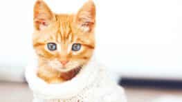 Ces raisons pour lesquelles votre chat grignote vos habits