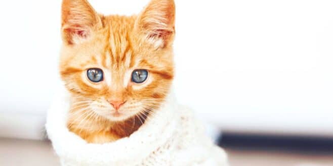 Ces raisons pour lesquelles votre chat grignote vos habits