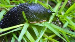 Cette plante à avoir d'urgence dans votre jardin pour éloigner les limaces