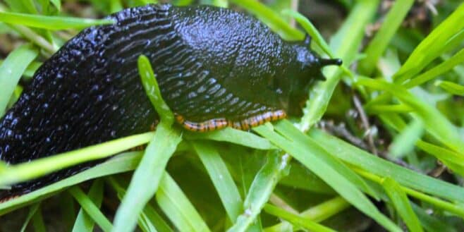 Cette plante à avoir d'urgence dans votre jardin pour éloigner les limaces