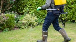 Cette solution de cuisine saine pour la planète remplace le désherbant