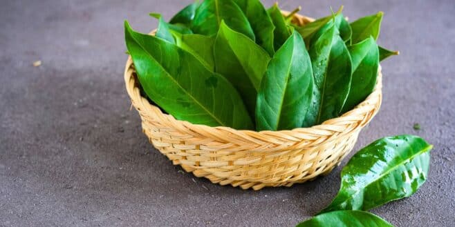 Les feuilles de laurier vont remplacer vos produits ménagers et voici comment