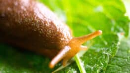 Les limaces ne sont pas les ennemies des jardiniers, voici leur utilité dans les potagers