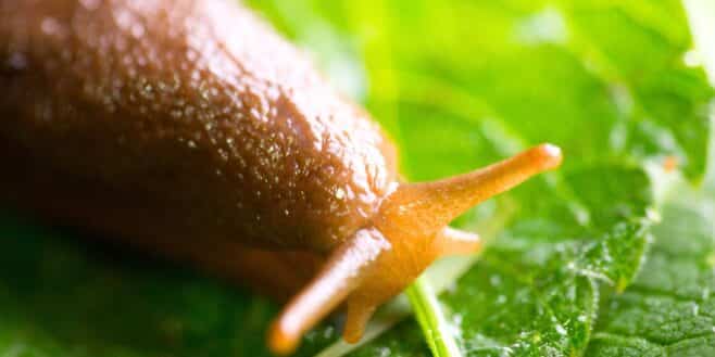 Les limaces ne sont pas les ennemies des jardiniers, voici leur utilité dans les potagers