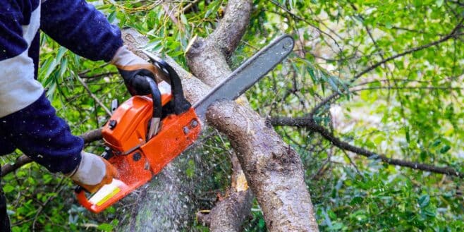 Lidl frappe fort avec une tronçonneuse Parkside de qualité à moins de 90 €